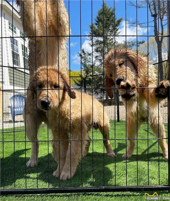 纯种金毛犬价格一览:品质保证,物超所值!