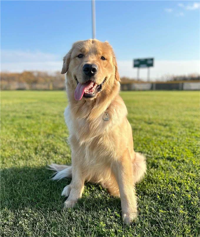 纯种金毛犬价格一览:品质保证,物超所值!