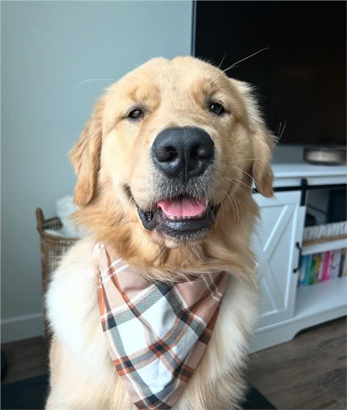 纯种金毛犬价格一览:品质保证,物超所值!