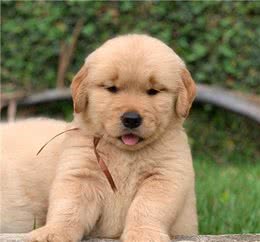 纯种金毛犬价格一览:品质保证，物超所值!