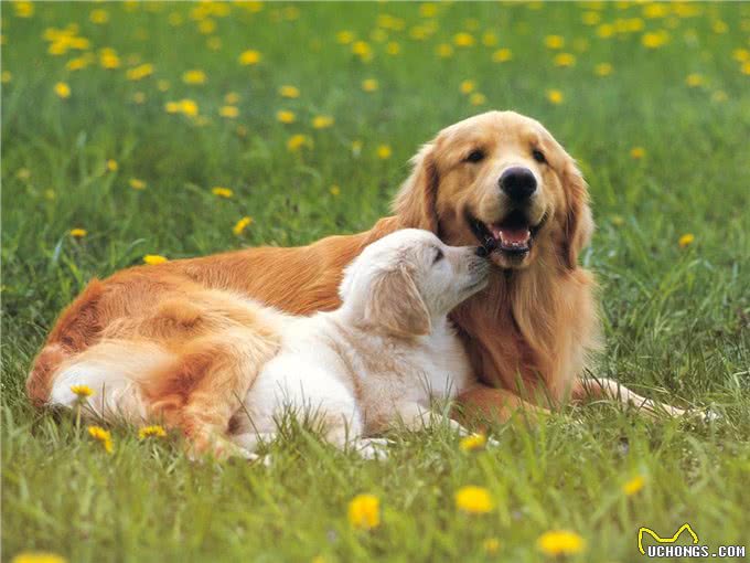 狗狗体味重,不要盲目洗澡,这样做也能轻松除臭