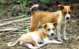 土狗拉肚子可以吃土霉素吗