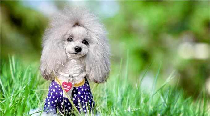 世界名犬—贵宾犬