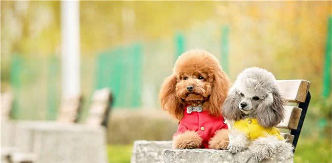 世界名犬—贵宾犬