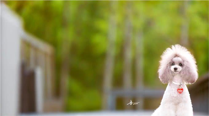 世界名犬—贵宾犬