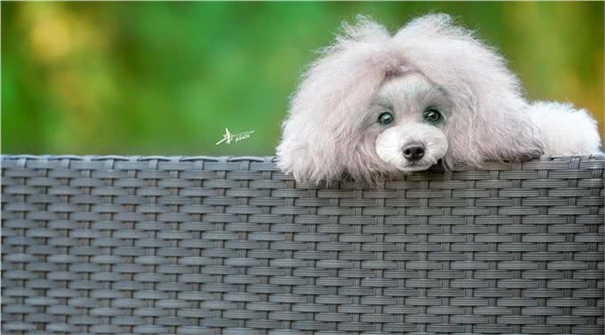 世界名犬—贵宾犬