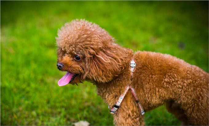 世界名犬—贵宾犬