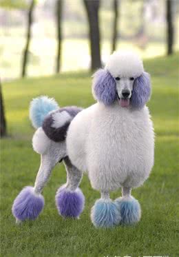 世界名犬—贵宾犬