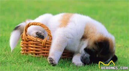 狗狗补钙很重要缺钙原因要知晓