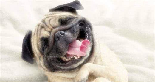 狗狗补钙很重要缺钙原因要知晓