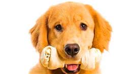 狗狗补钙很重要缺钙原因要知晓