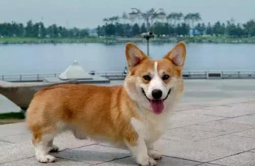 宠知识|狗狗断尾为哪般,你知道狗狗断尾手术吗?