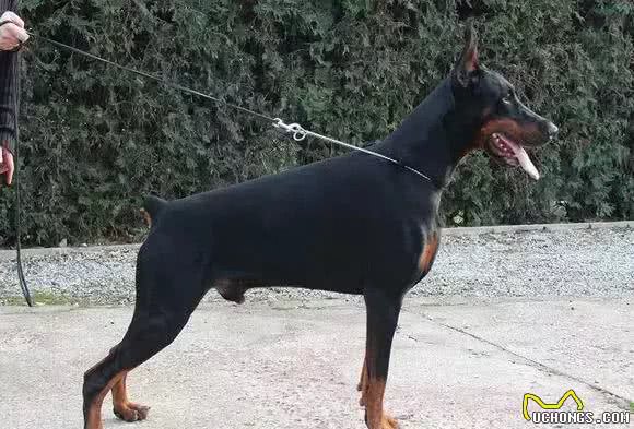 宠知识|狗狗断尾为哪般,你知道狗狗断尾手术吗?