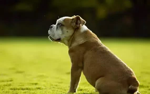 宠知识|狗狗断尾为哪般,你知道狗狗断尾手术吗?