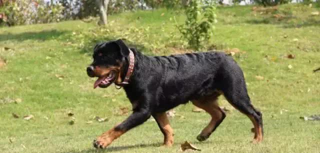 宠知识|狗狗断尾为哪般,你知道狗狗断尾手术吗?