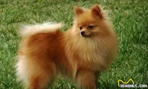 宠知识|狗狗断尾为哪般,你知道狗狗断尾手术吗?