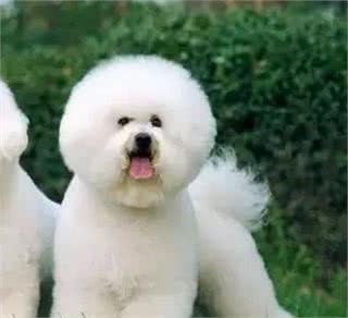 宠知识|狗狗断尾为哪般,你知道狗狗断尾手术吗?