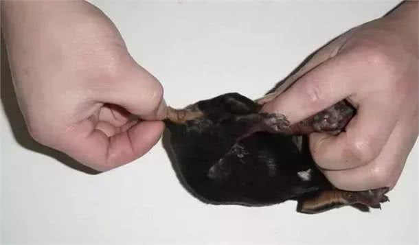 宠知识|狗狗断尾为哪般,你知道狗狗断尾手术吗?