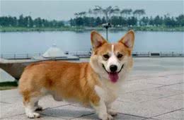 宠知识｜狗狗断尾为哪般，你知道狗狗断尾手术吗?