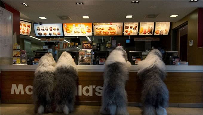 原来英国古代牧羊犬的生活是这样子的!