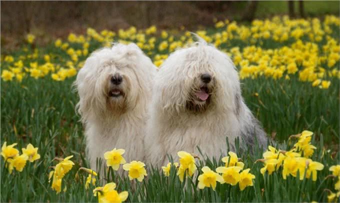 原来英国古代牧羊犬的生活是这样子的!