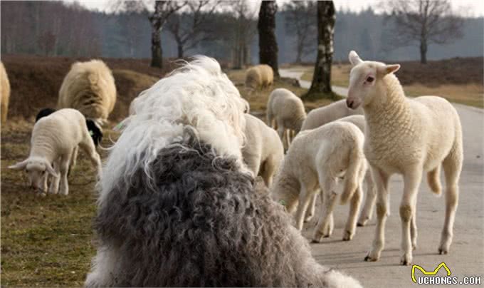 原来英国古代牧羊犬的生活是这样子的!