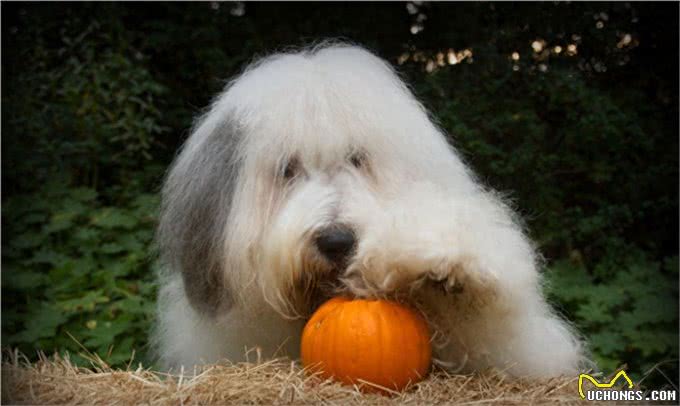 原来英国古代牧羊犬的生活是这样子的!