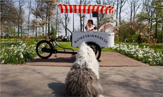 原来英国古代牧羊犬的生活是这样子的!