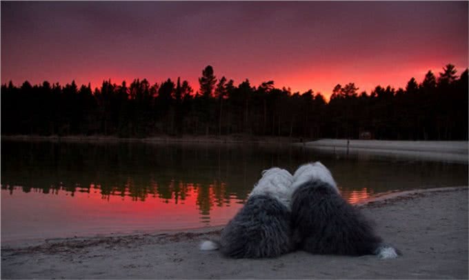 原来英国古代牧羊犬的生活是这样子的!