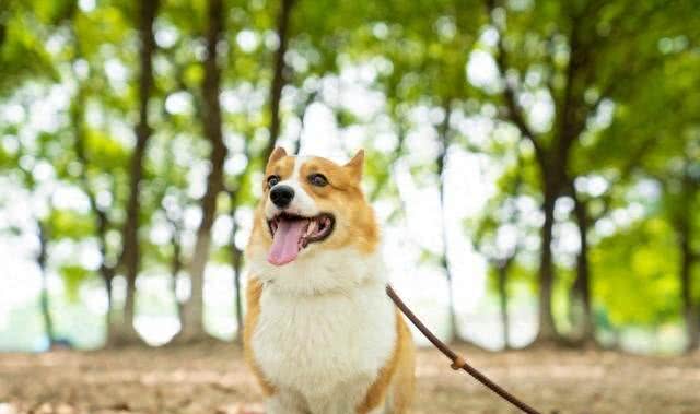 柯基犬性格和特点详解:与您的小伙伴更亲近