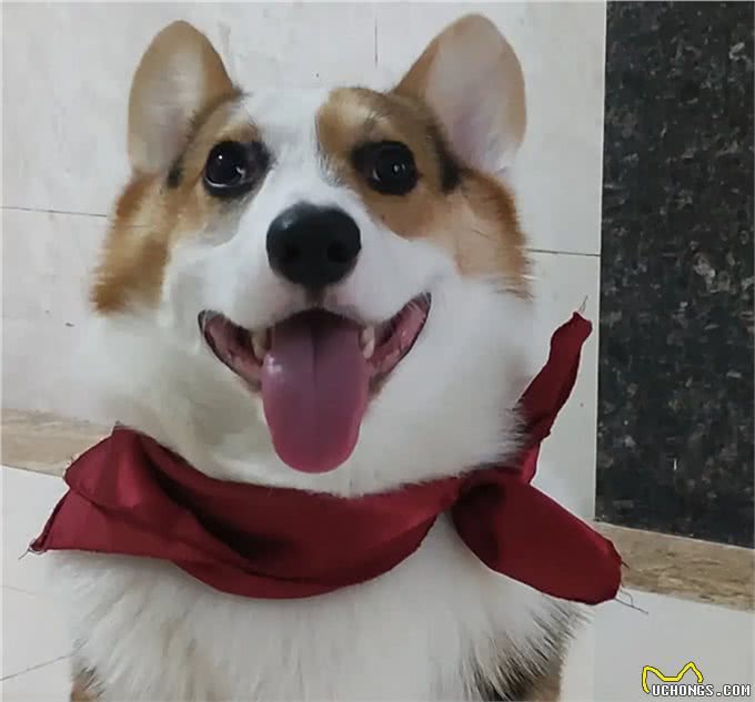 柯基犬性格和特点详解:与您的小伙伴更亲近