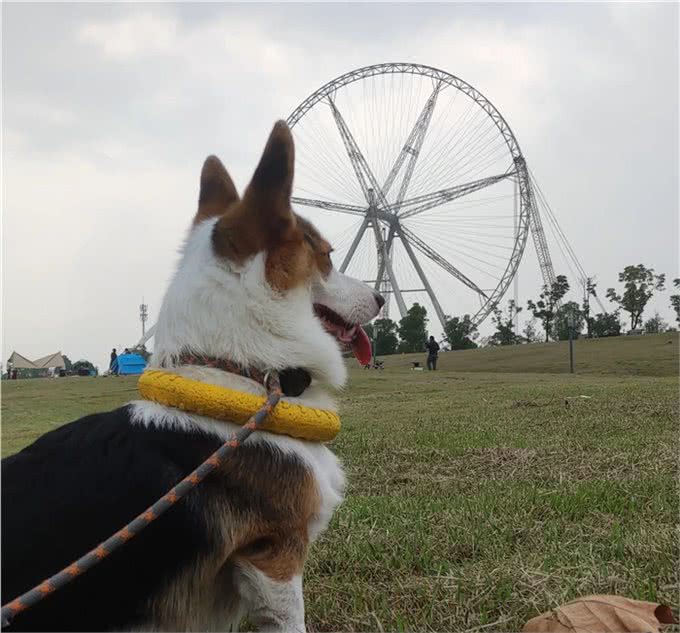 柯基犬性格和特点详解:与您的小伙伴更亲近