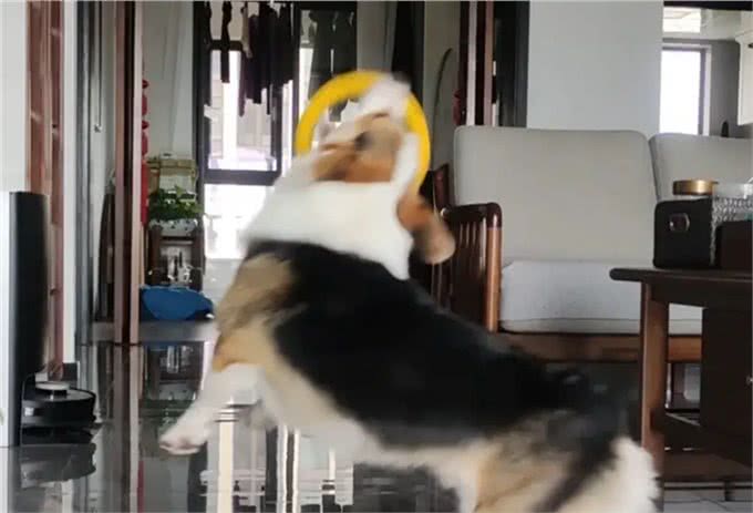 柯基犬性格和特点详解:与您的小伙伴更亲近