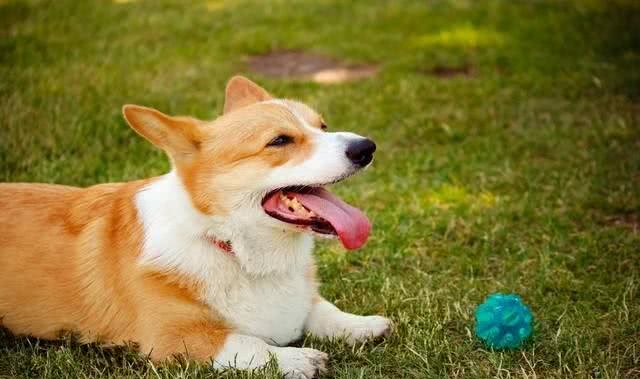 柯基犬性格和特点详解:与您的小伙伴更亲近