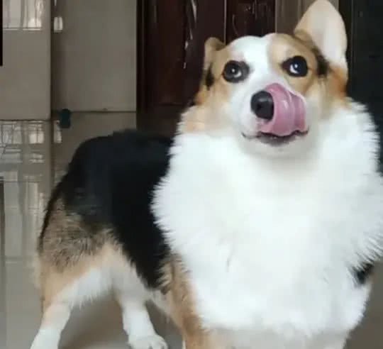 柯基犬性格和特点详解:与您的小伙伴更亲近