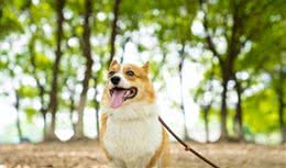 柯基犬性格和特点详解:与您的小伙伴更亲近