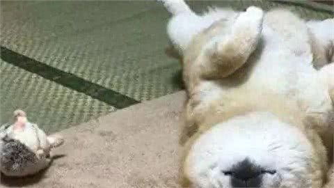 狗狗睡在这5个不同的地方,可能出问题了