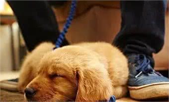 狗狗睡在这5个不同的地方,可能出问题了