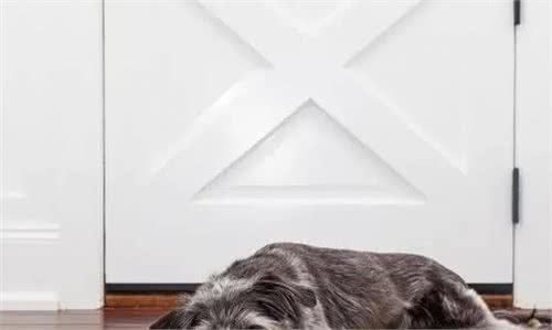 狗狗睡在这5个不同的地方,可能出问题了