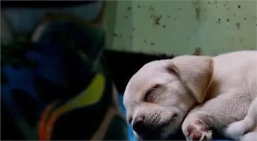 狗狗睡在这5个不同的地方,可能出问题了