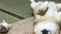 狗狗睡在这5个不同的地方，可能出问题了