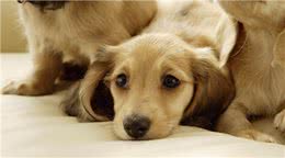 养狗狗的十点建议以及训练小狗握手