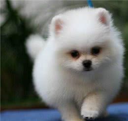 最可爱宠物狗，你家有没有，欢迎大家补充