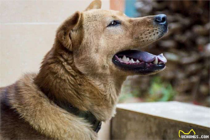 很多农民把狗养在房顶，不是为了镇宅，而是有不得已的苦衷