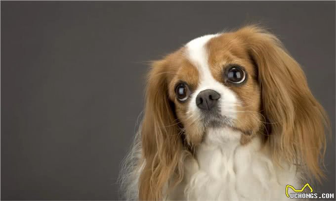 适合老年人训养的十大狗狗推荐，它们都以温顺著称