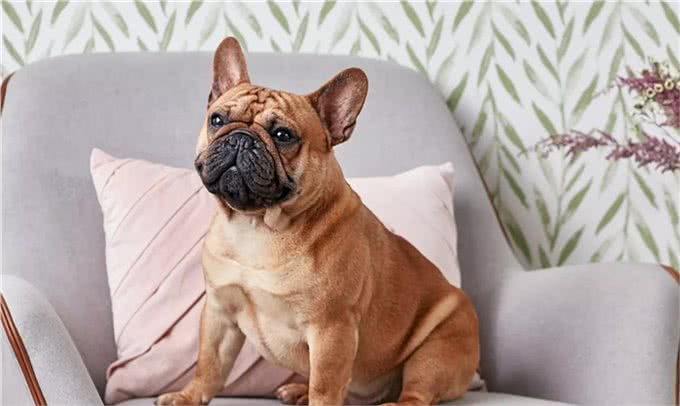 适合老年人训养的十大狗狗推荐，它们都以温顺著称