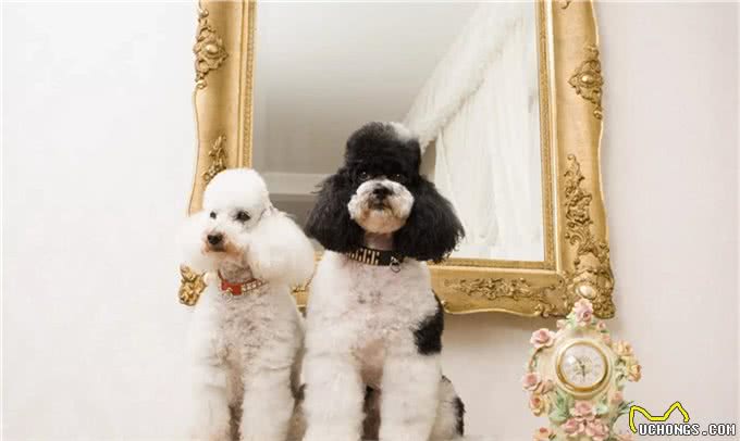 适合老年人训养的十大狗狗推荐，它们都以温顺著称