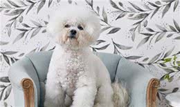 适合老年人训养的十大狗狗推荐，它们都以温顺著称