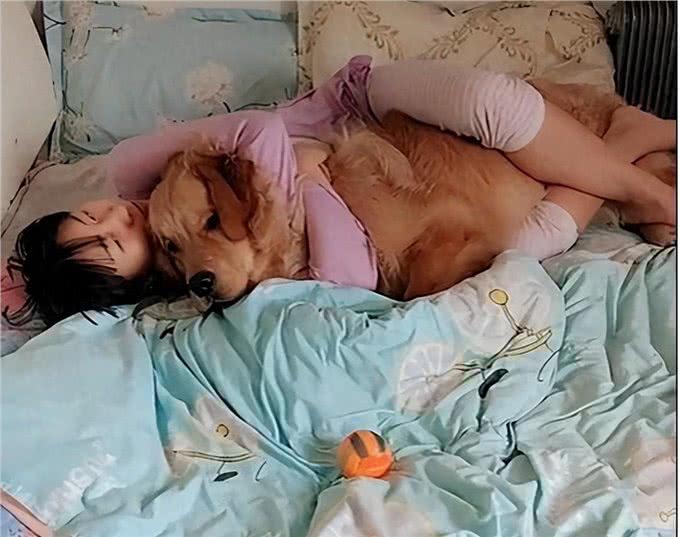 金毛犬共眠:甜蜜与挑战并存