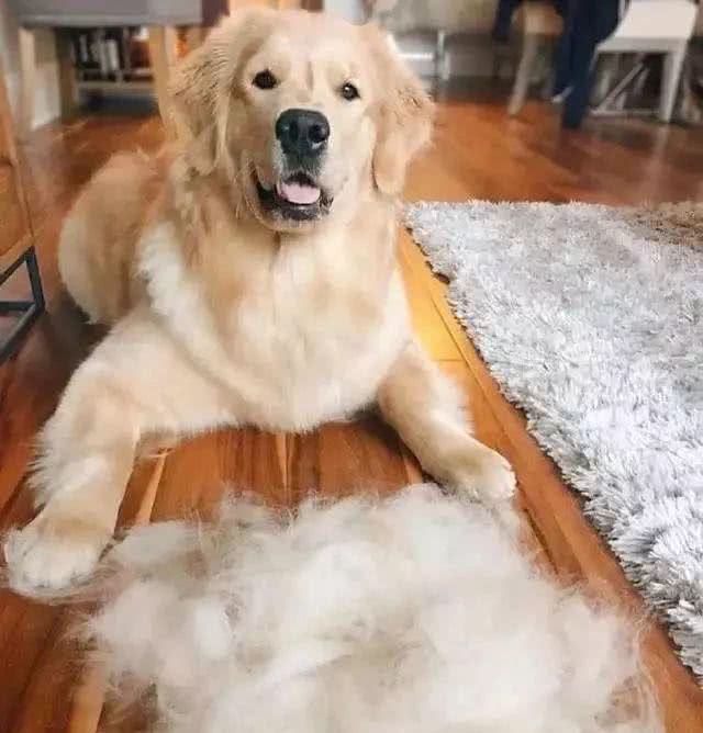 金毛犬共眠:甜蜜与挑战并存